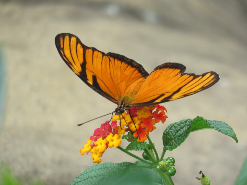 LMU Costa Rica 2017 has&nbsp;begun!