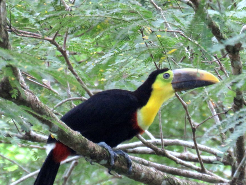 7-15 to 7-17 Tirimbina in the Tropical&nbsp;Lowlands