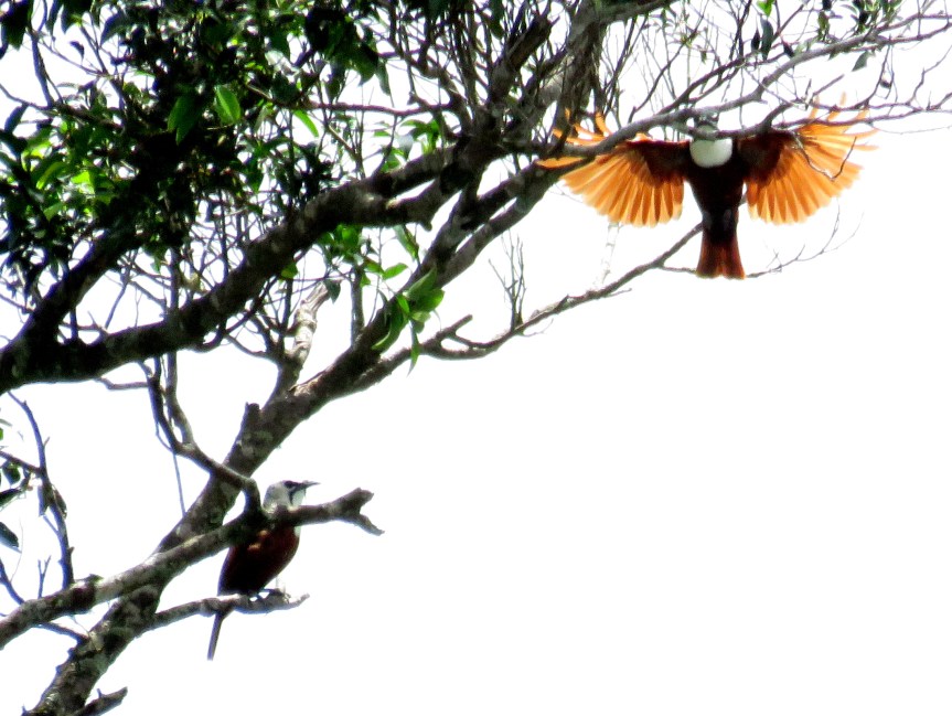 07-27-17 – At Hotel Giordano Tropicale in Nosara … Welcome to the Dry&nbsp;Forest!