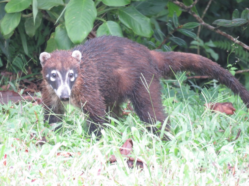 07-24-17 Post 2 – Out of the Cloud Forest and heading towards the Pacific Coast&nbsp;…